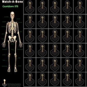 Match-A-Bone.jpg